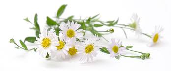 flowers of Chamomile German Essential Oil