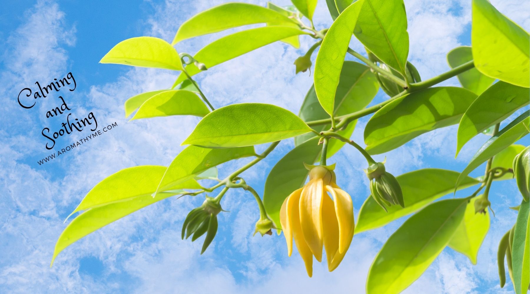 Calming Exotic Ylang Ylang essential oils