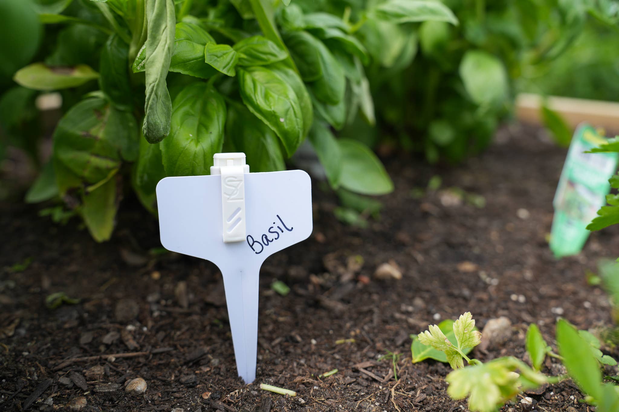 Plant Protect Essential Oil Garden Stake  used in a garden setting with plants.